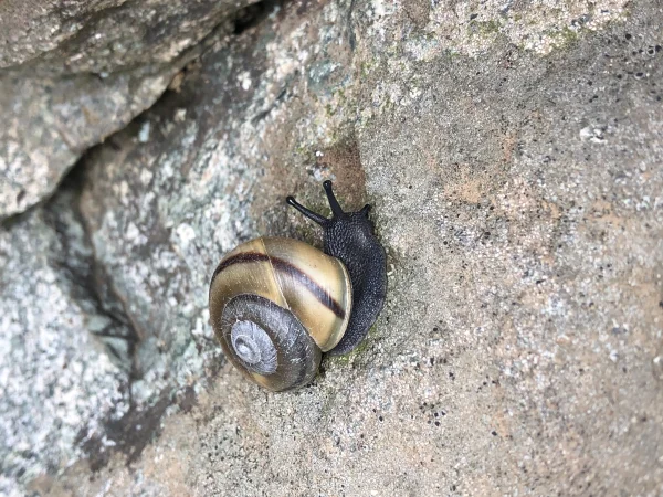 Pinaleño Talussnail by Jeff Sorensen