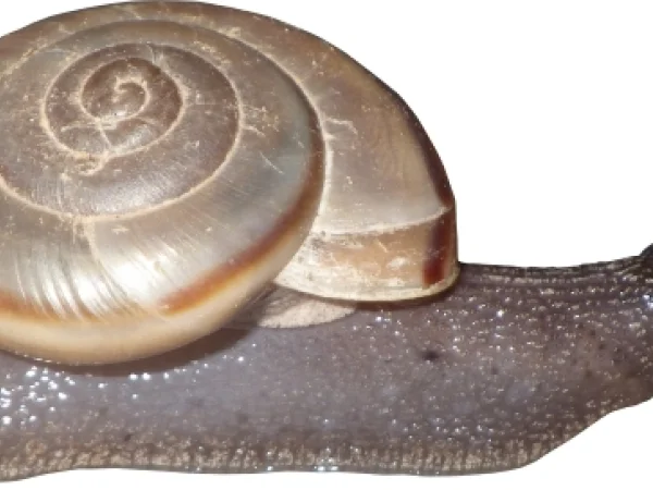 Roosevelt Talussnail by Nick D. Waters