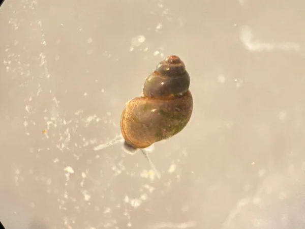 San Bernardino Springsnail by Phoenix Zoo