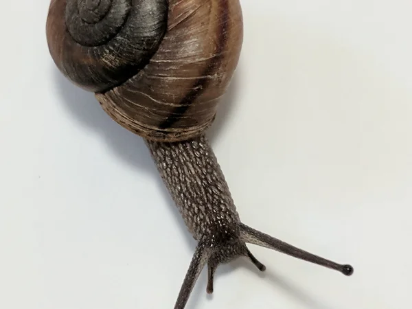 Sierra Ancha Talussnail by Jeff Sorensen