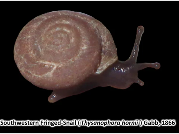 Southwestern Fringed-snail by Nick D. Waters