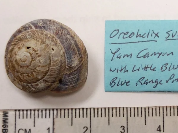 Subalpine Mountainsnail by Jeff Sorensen