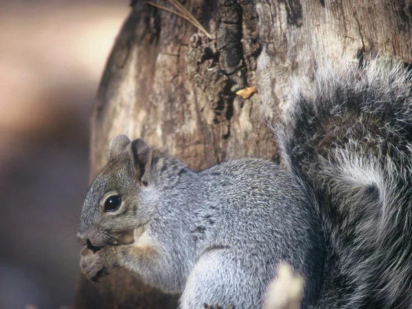 Arizona Gray Squirrel by George Andrejko