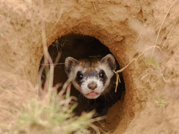 Black-footed Ferret by George Andrejko