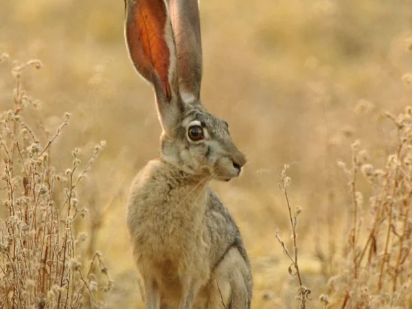 Black-tailed Jackrabbit by George Andrejko
