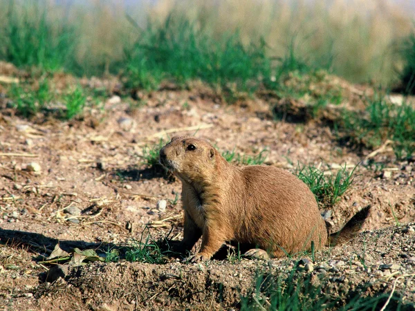 Black-tailed Prairie Dog by George Andrejko