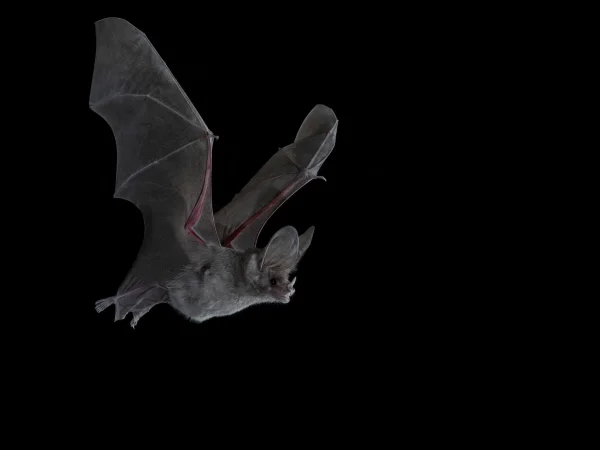 California Leaf-nosed Bat by Randall Babb