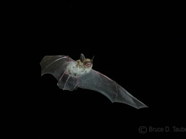 Fringed Myotis by Bruce D. Taubert