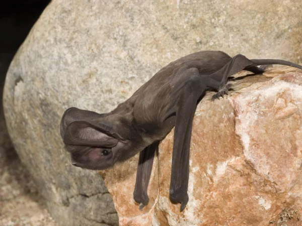 Greater Western Mastiff Bat by Bruce D. Taubert