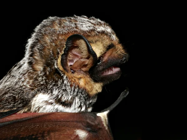 Hoary Bat by Bruce D. Taubert