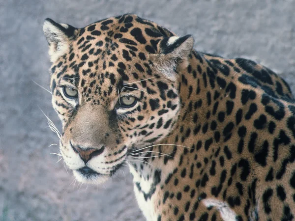 Jaguar by George Andrejko
