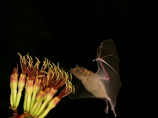 Lesser Long-nosed Bat by Bruce Taubert