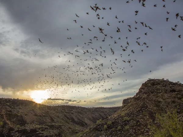 Mexican Free-tailed Bat by Bruce D. Taubert