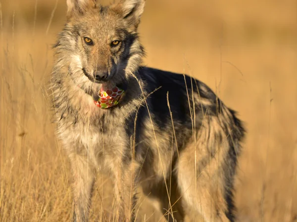 Mexican Gray Wolf by George Andrejko