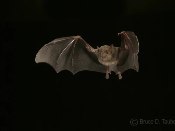 Mexican Long-tongued Bat by Bruce D. Taubert