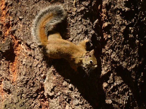 Mt Graham Red Squirrel by George Andrejko