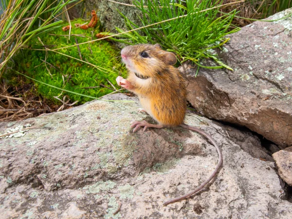 New Mexican Jumping Mouse by Jose Martinez Fonseca