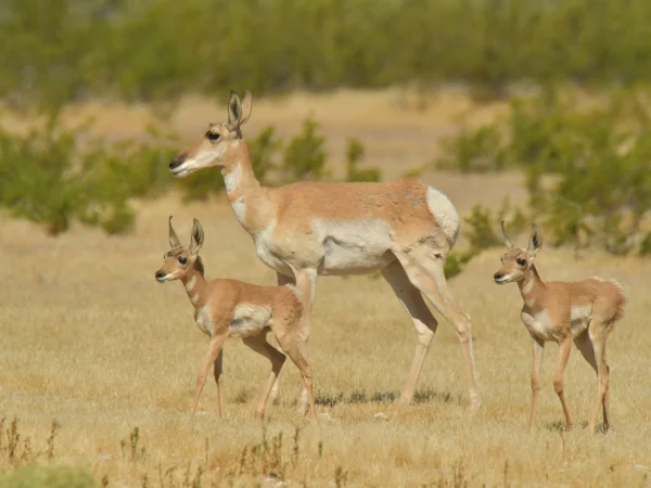 Sonoran Pronghorn by George Andrejko