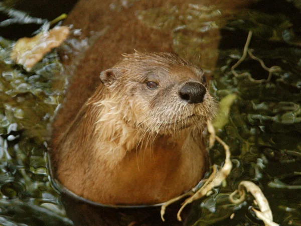 Southwestern River Otter by George Andrejko