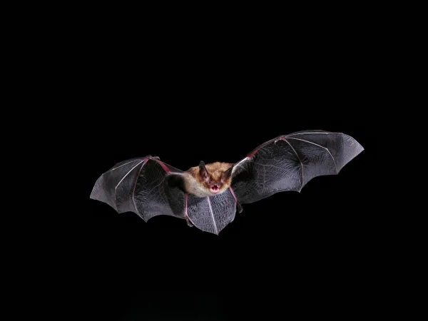 Southwestern Myotis by Bruce D. Taubert