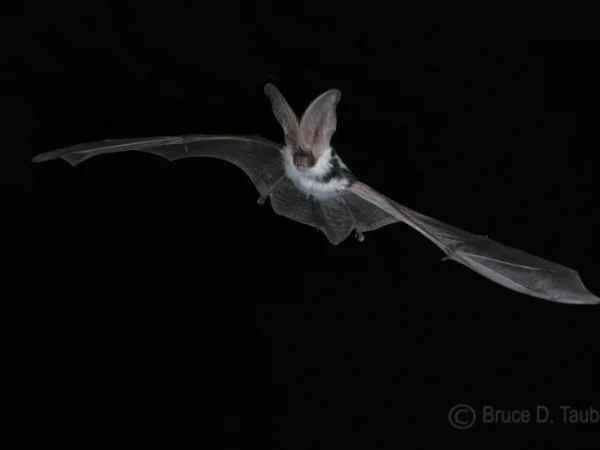 Spotted Bat by Bruce D. Taubert