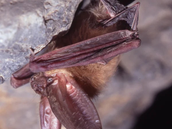 Pale Townsend's Big-eared Bat by George Andrejko