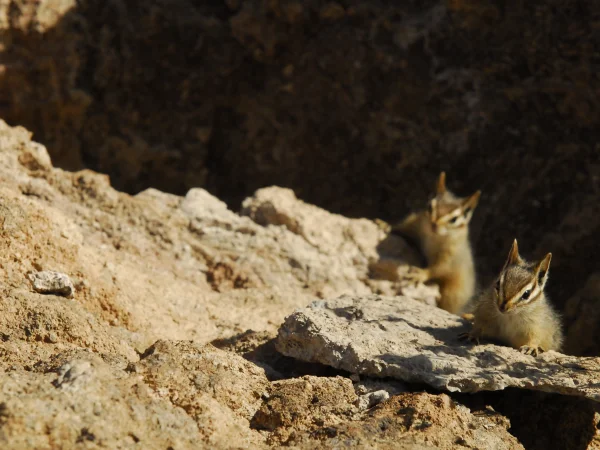 Uinta Chipmunk by George Andrejko