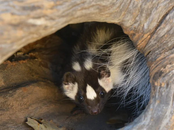 Western Spotted Skunk by George Andrejko