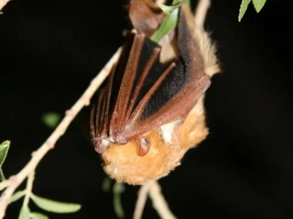 Western Red Bat by Angie McIntire