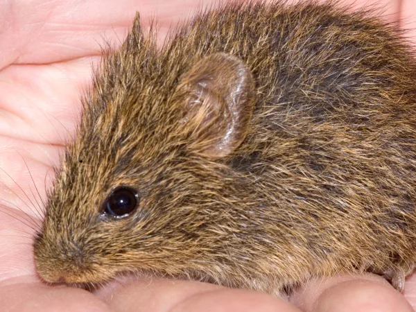 Yellow-nosed Cotton Rat by Tom Jones