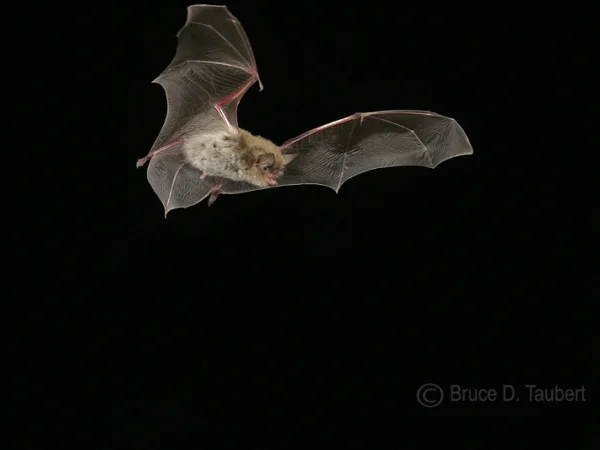 Yuma Myotis by Bruce D. Taubert