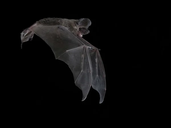 Pocketed Free-tailed Bat by Randall Babb