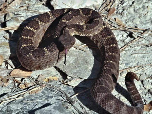 Arizona Black Rattlesnake by Jim Rorabaugh