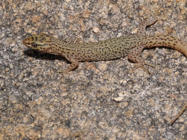 Arizona Night Lizard by Tom Jones