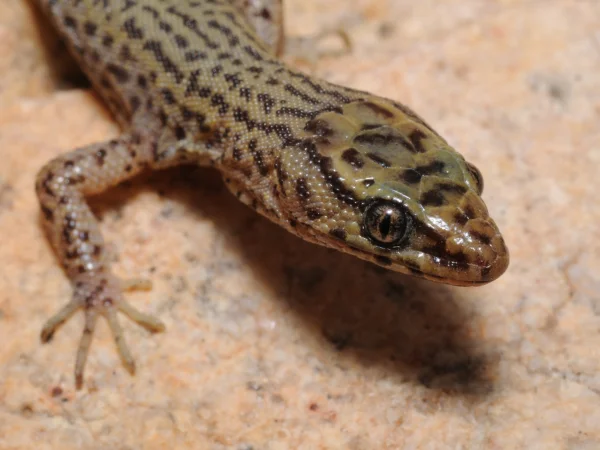 Arizona Night Lizard by Tom Jones