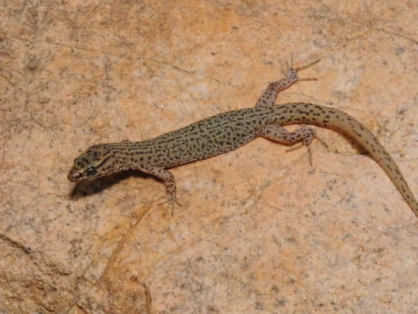 Arizona Night Lizard by Tom Jones