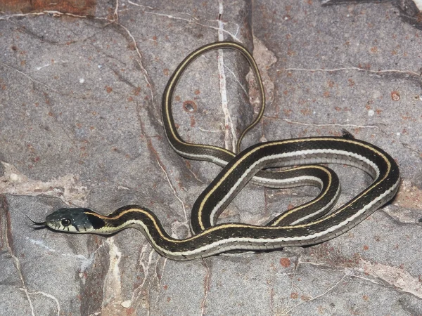 Black-necked Gartersnake by Tom Jones