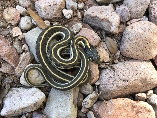 Black-necked Gartersnake by Tom Jones