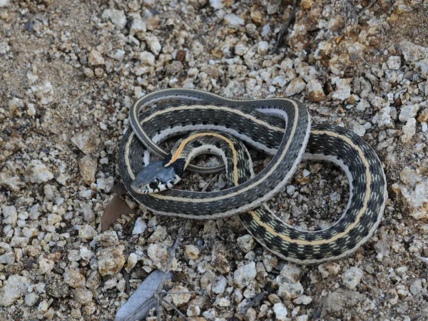 Black-necked Gartersnake by Tom Jones