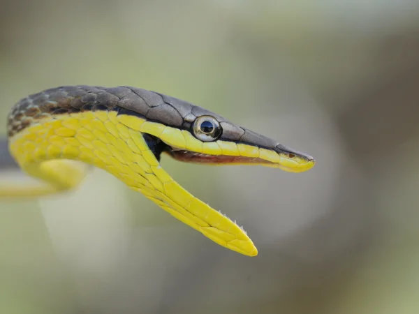 Brown Vinesnake by Tom Jones