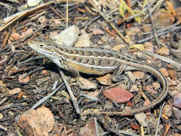 Slevin's Bunchgrass Lizard by Jim Rorabaugh