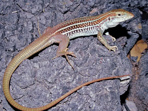 Canyon Spotted Whiptail by Jim Rorabaugh