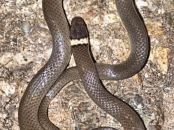 Chihuahuan Black-headed Snake by Jim Rorabaugh