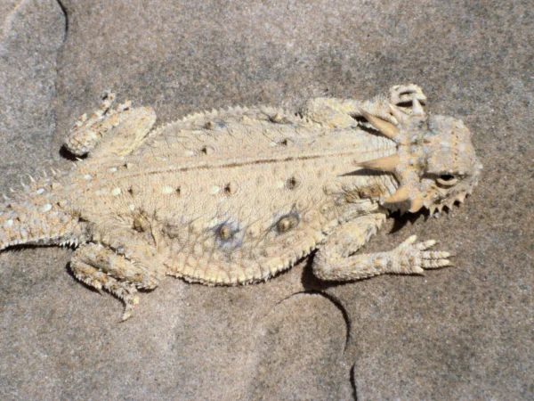 Flat-tailed Horned Lizard by Jim Rorabaugh