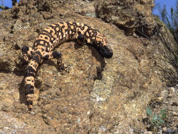 Gila Monster by George Andrejko