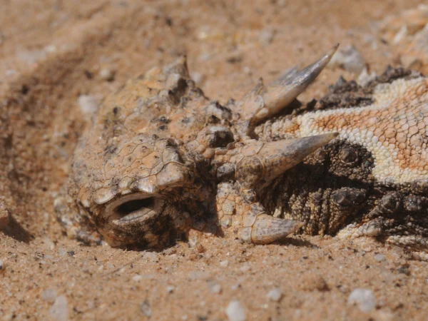 Goode's Horned Lizard by Tom Jones
