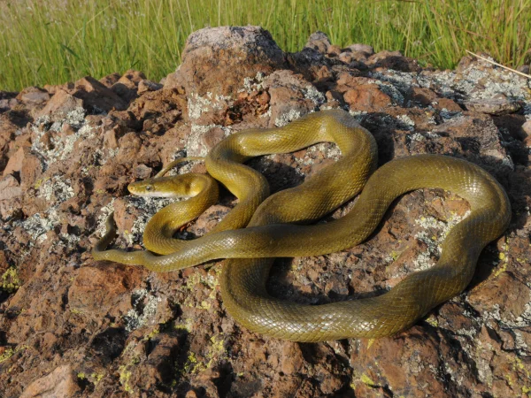 Green Ratsnake by Tom Jones