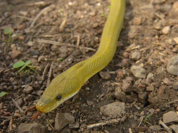 Green Ratsnake by George Andrejko