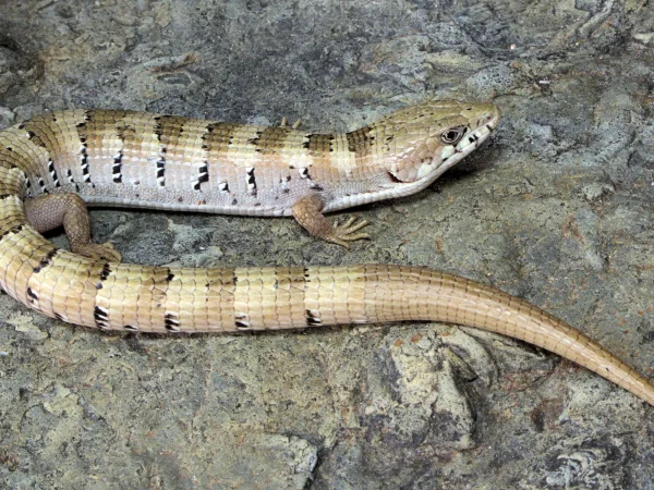 Madrean Alligator Lizard by Jim Rorabaugh