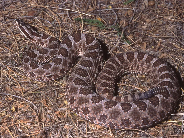 Massasauga by George Andrejko